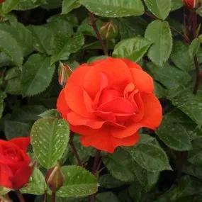 Precious Love Rose (Rosa Precious Love) 1